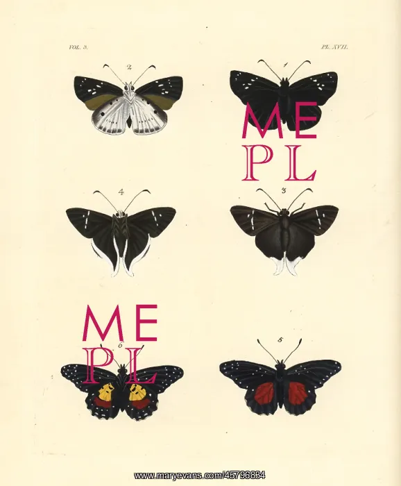 : Clouded flat, Cramer's longtail and crimson patch : Clouded flat, Cramer's longtail and crimson patch