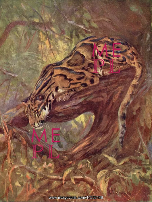  : CLOUDED LEOPARD