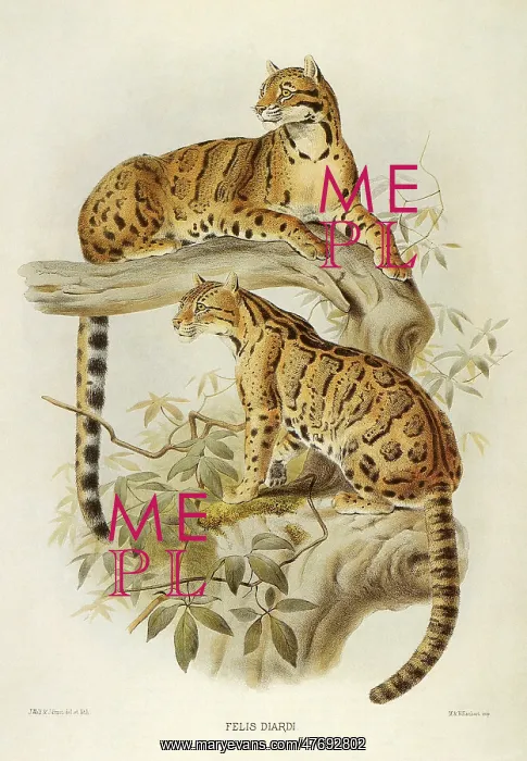  : Clouded Leopard