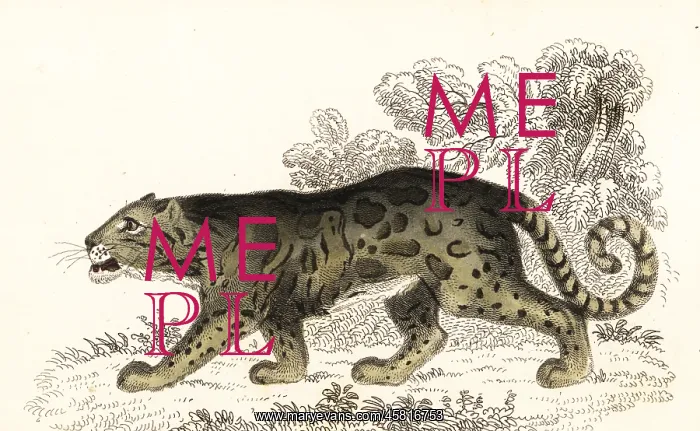 : Clouded leopard, Neofelis nebulosa : Clouded leopard, Neofelis nebulosa