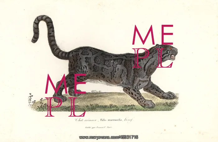 : Clouded leopard, Neofelis nebulosa : Clouded leopard, Neofelis nebulosa
