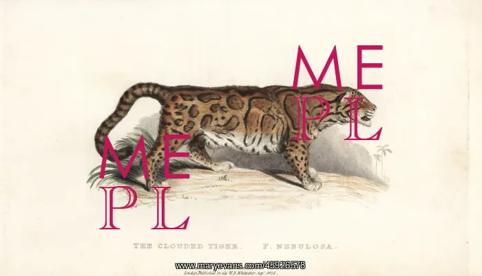 : Clouded leopard, Neofelis nebulosa. Vulnerable : Clouded leopard, Neofelis nebulosa. Vulnerable