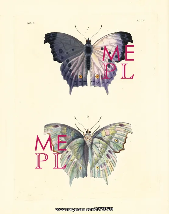 : Clouded mother of pearl butterfly, Protogoniomorpha : Clouded mother of pearl butterfly, Protogoniomorpha