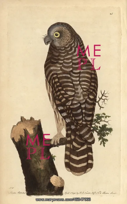 : Clouded owl, great grey owl, ghost owl or Lapland : Clouded owl, great grey owl, ghost owl or Lapland