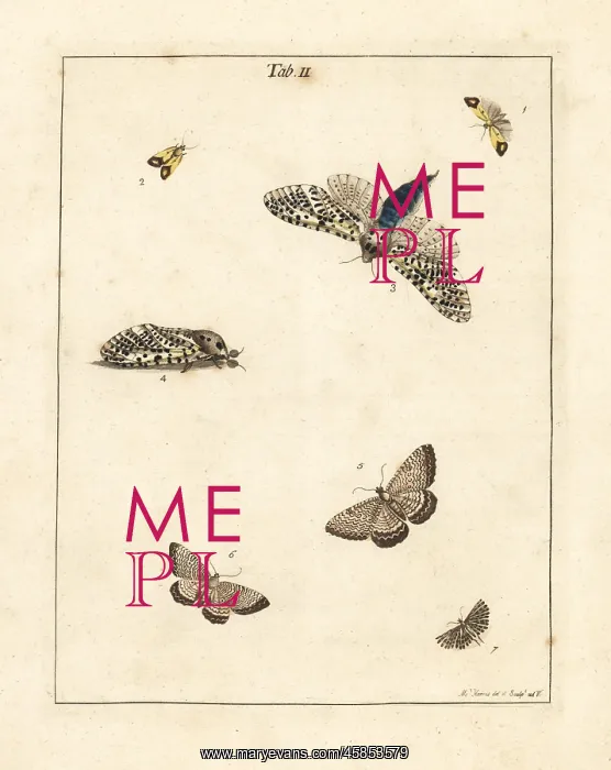 : Clouded straw, wood leopard, scallop shell moth, etc : Clouded straw, wood leopard, scallop shell moth, etc