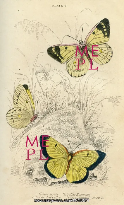  : Clouded Yellow Butterflies