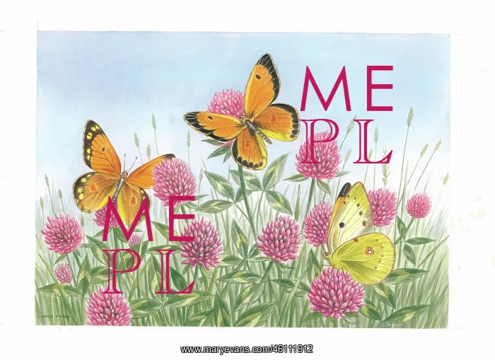 : Clouded Yellow butterflies on Clover : Clouded Yellow butterflies on Clover
