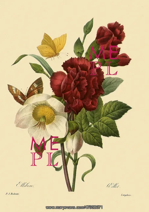 : Clove Carnation and Christmas Rose : Clove Carnation and Christmas Rose