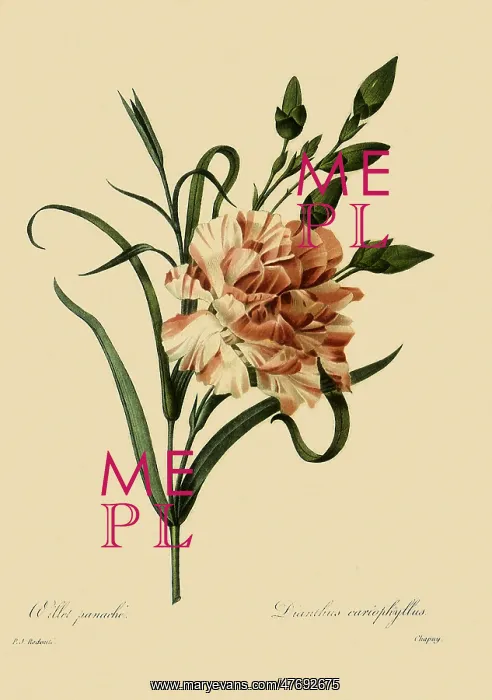 : Clove Carnation or Clove Pink : Clove Carnation or Clove Pink