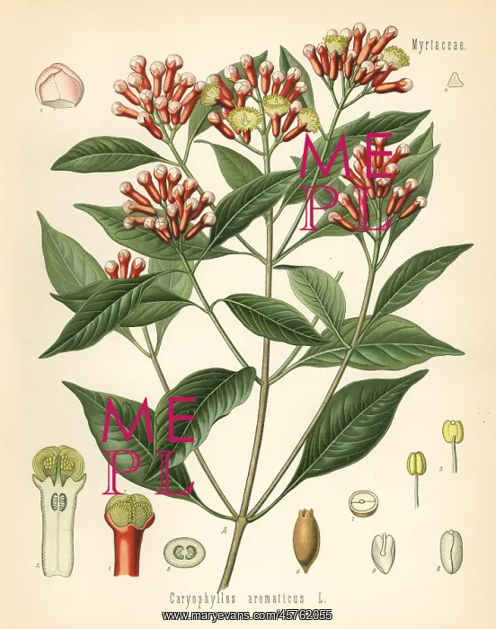 : Clove, Caryophyllus aromaticus : Clove, Caryophyllus aromaticus