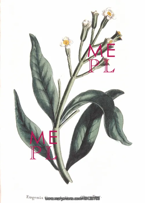 : Clove - Eugenia aromatica: Native to Moluccas : Clove - Eugenia aromatica: Native to Moluccas