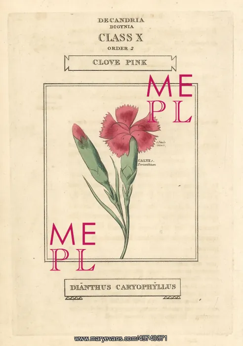 : Clove pink or carnation, Dianthus caryophyllus : Clove pink or carnation, Dianthus caryophyllus