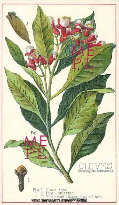  : Clove Plant