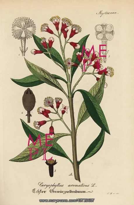 : Clove spice, Syzygium aromaticum : Clove spice, Syzygium aromaticum