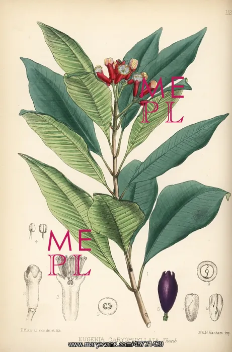 : Clove, Syzygium aromaticum : Clove, Syzygium aromaticum