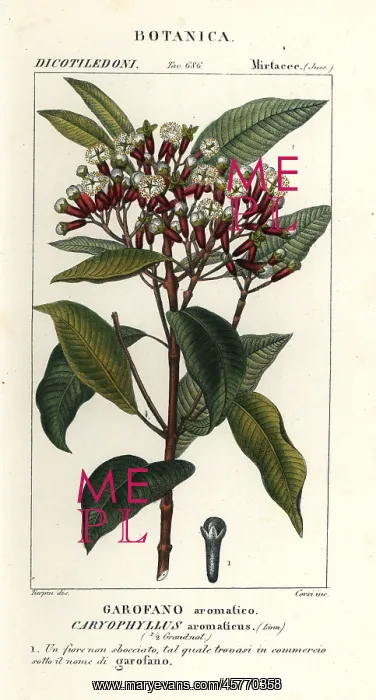 : Clove, Syzygium aromaticum : Clove, Syzygium aromaticum
