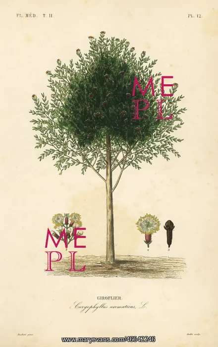 : Clove tree, Syzygium aromaticum : Clove tree, Syzygium aromaticum
