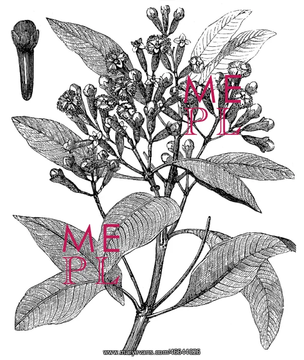 : Clove tree (Syzygium aromaticum) : Clove tree (Syzygium aromaticum)