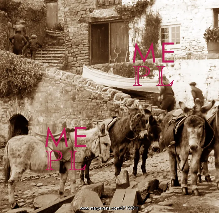  : Clovelly donkeys