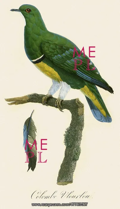 : Cloven-feathered Dove, Drepanoptila holosericea : Cloven-feathered Dove, Drepanoptila holosericea