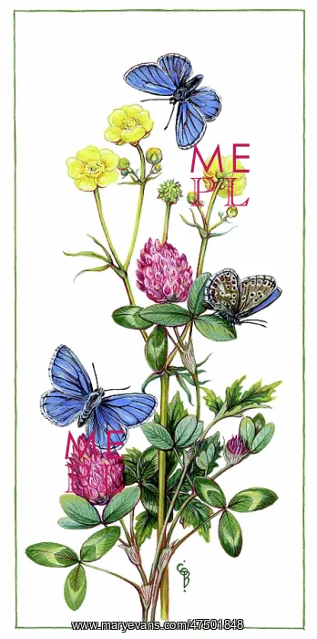 : Clover, buttercups and blue butterflies : Clover, buttercups and blue butterflies