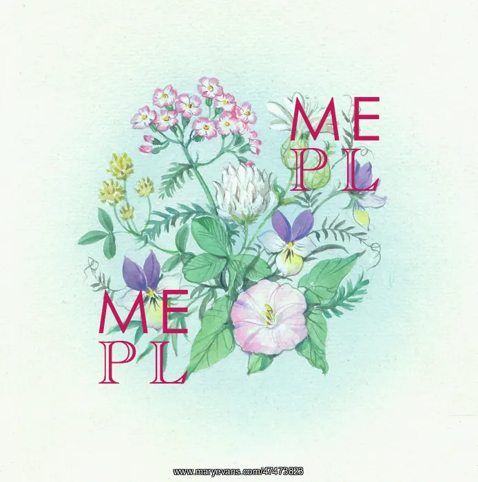  : Clover, convolvulus, viola