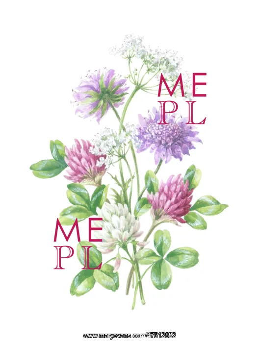  : Clover, cow parsley and scabious