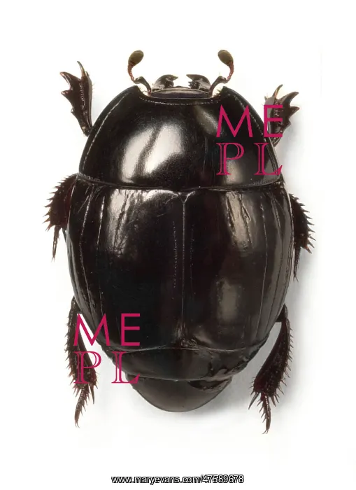 : Clown beetle : Clown beetle