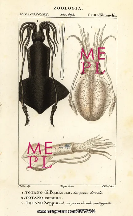 : Clubhook squid, European squid and cuttlefish : Clubhook squid, European squid and cuttlefish