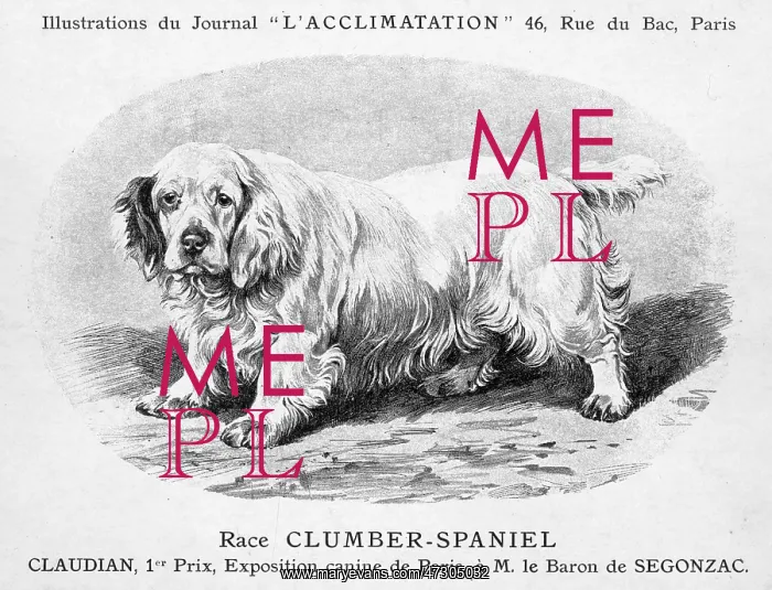 : Clumber Spaniel Dog : Clumber Spaniel Dog