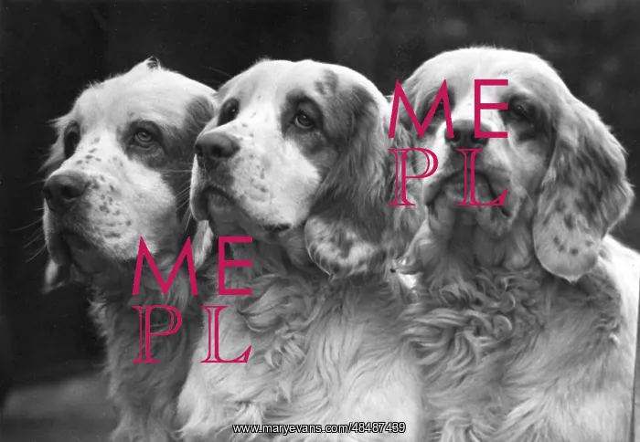 : Clumber Spaniels : Clumber Spaniels