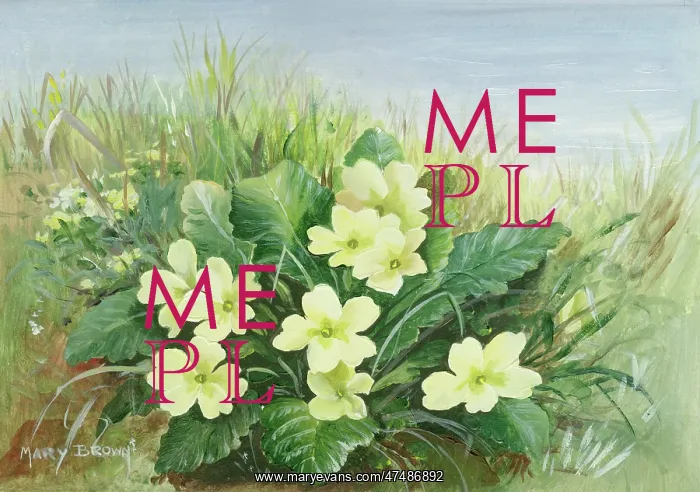  : Clump of primroses in landscape