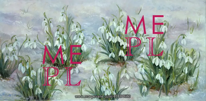  : Six clumps of snowdrops in snow