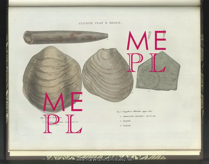 : Clunch Clay fossils : Clunch Clay fossils