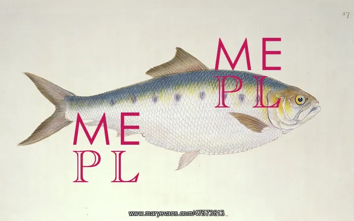 : Clupea alosa, shad : Clupea alosa, shad