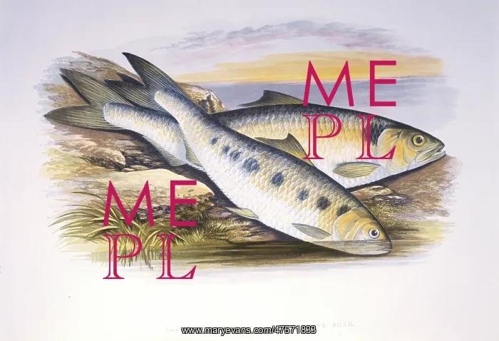 : Clupea finta, twaite shad : Clupea finta, twaite shad