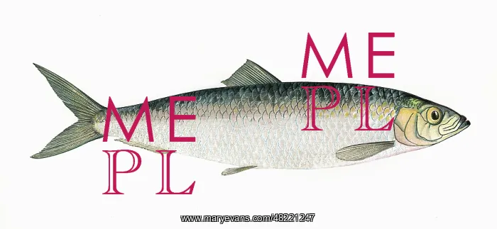 : Clupea harengus, or Atlantic Herring : Clupea harengus, or Atlantic Herring