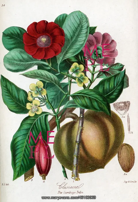 : Clusiaceae - Gamboge : Clusiaceae - Gamboge