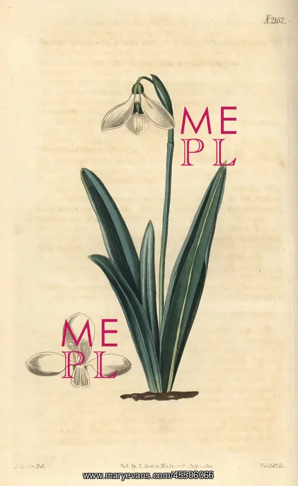 : Clusius snowdrop, Galanthus plicatus : Clusius snowdrop, Galanthus plicatus