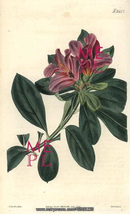  : Cluster-flowered Indian azalea with purple