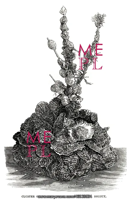  : Cluster of Oysters from the Beds of St. Brieux