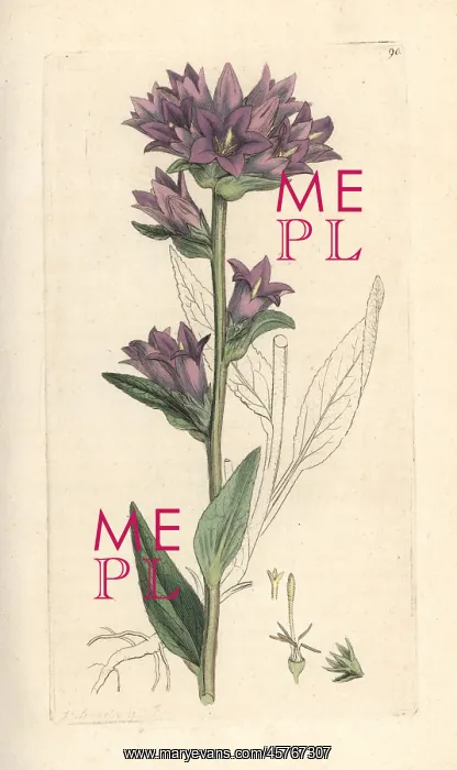 : Clustered bellflower, Campanula glomerata : Clustered bellflower, Campanula glomerata