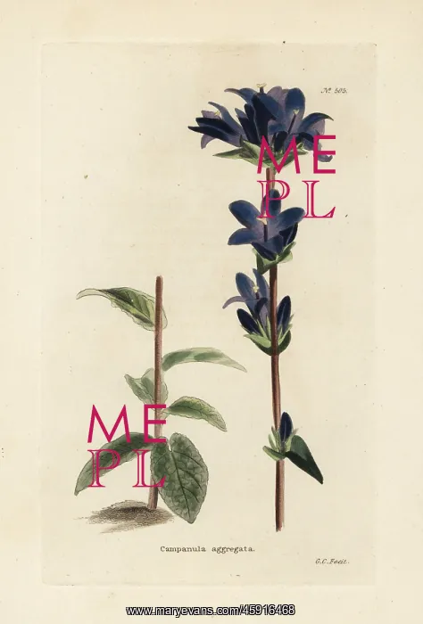 : Clustered bellflower, Campanula glomerata : Clustered bellflower, Campanula glomerata
