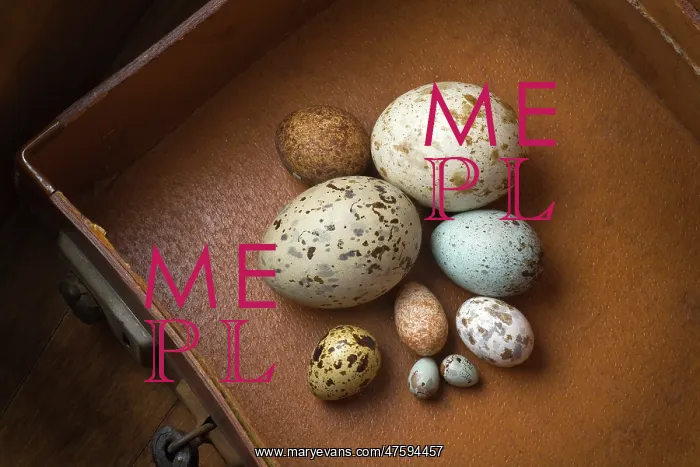  : Clutch of eggs