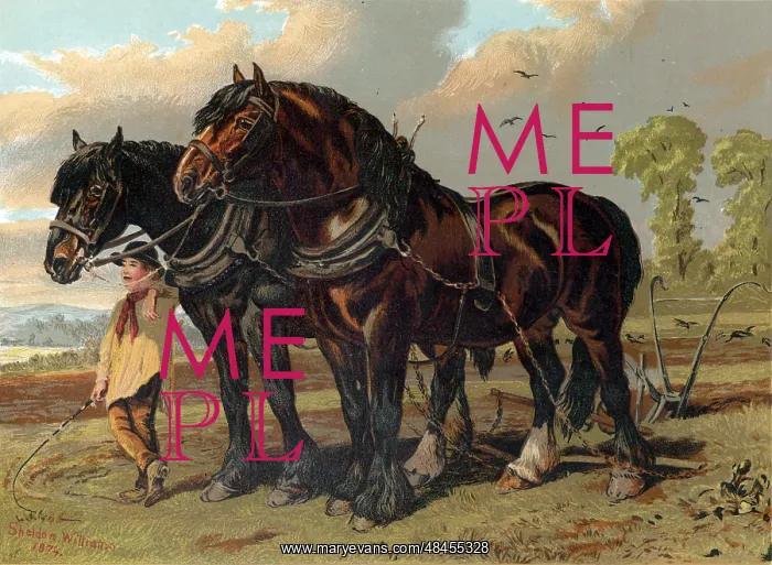 : Clydesdale stallion and mare harnessed to the plough : Clydesdale stallion and mare harnessed to the plough