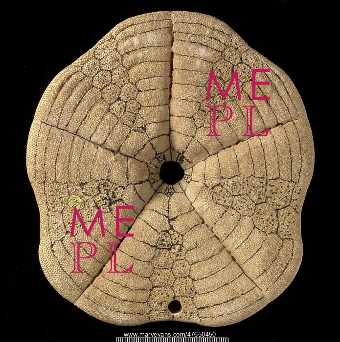 : Clypeaster altus, a fossil echinoid : Clypeaster altus, a fossil echinoid