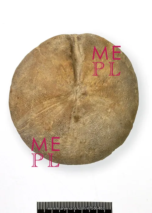  : Clypeus ploti, fossil echinoid