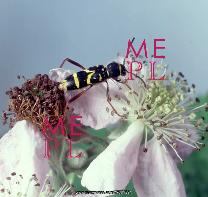 : Clytus arietis, wasp beetle : Clytus arietis, wasp beetle