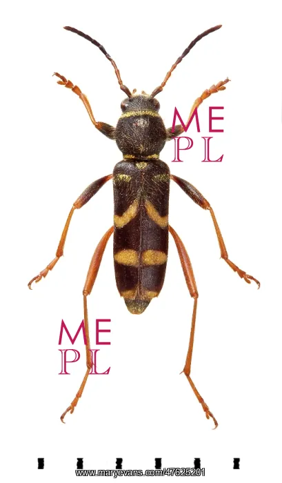 : Clytus arietis, Wasp beetle : Clytus arietis, Wasp beetle