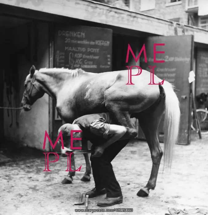 : Coach horse in Amsterdam during the Second World War : Coach horse in Amsterdam during the Second World War